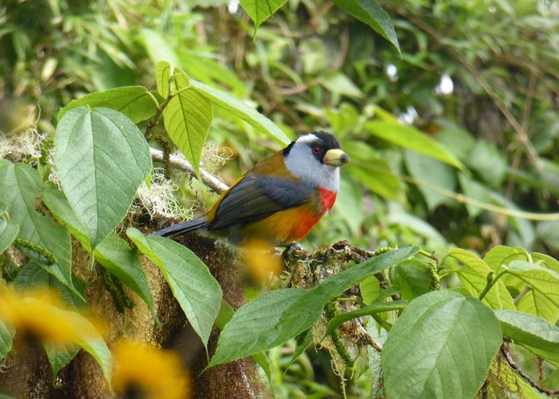 Ecuador’s wildlife beyond the Galapagos Islands | Audley Travel US