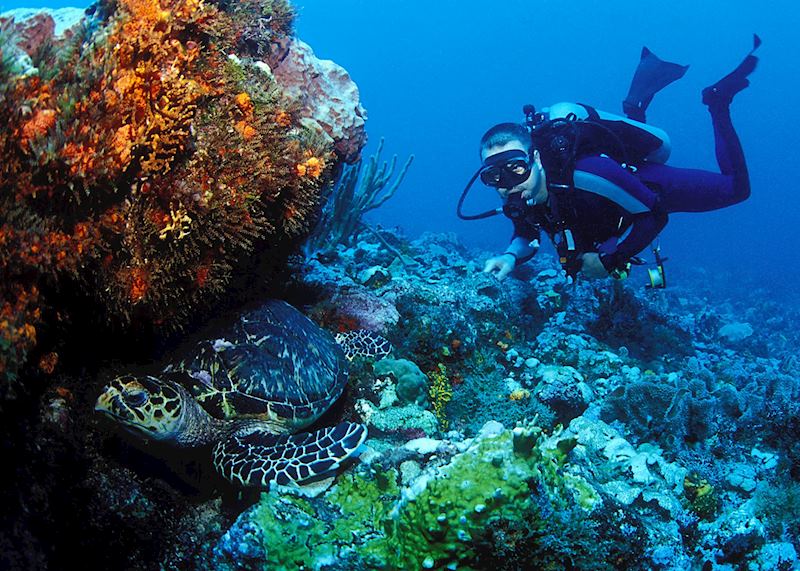 Turtle, Grenada diving, Grenada