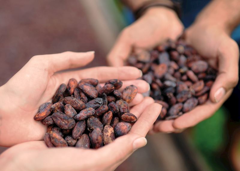 Cocoa Beans, Saint Lucia