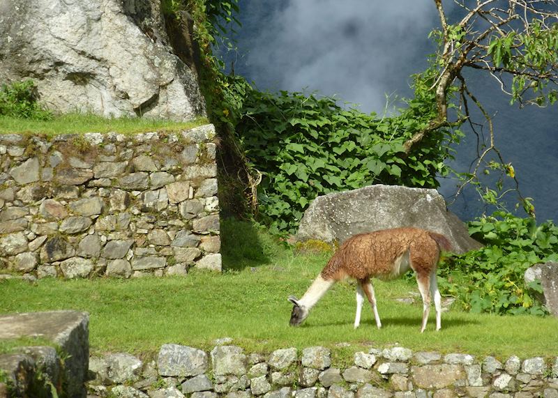 Llama in the morning sun at Machu Picchu
