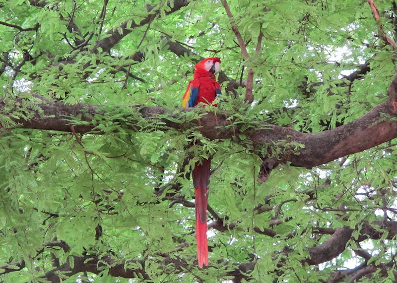 Scarlet macaw, Morgan's Rock