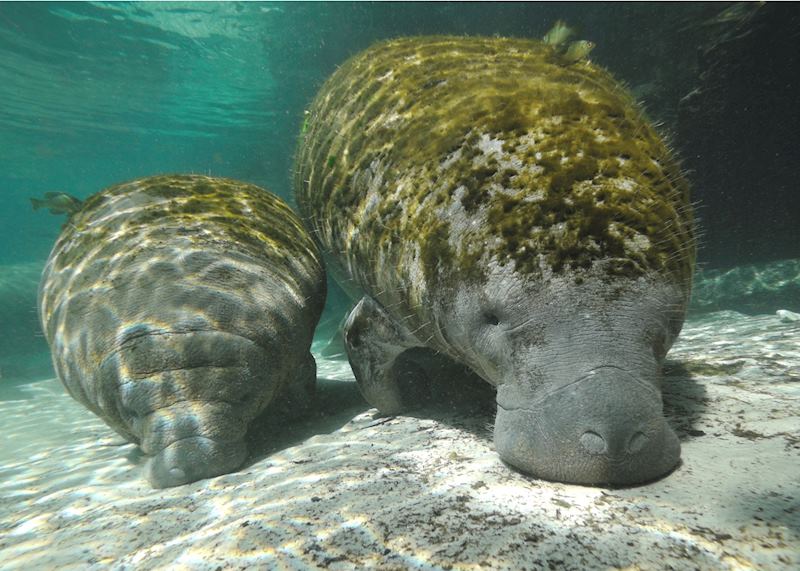 Manatees at Crystal River, Florida