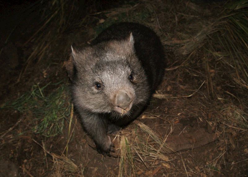 Tina the Wombat at Bonorong