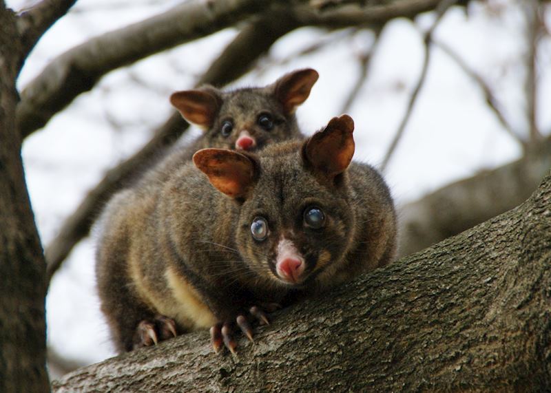Possums