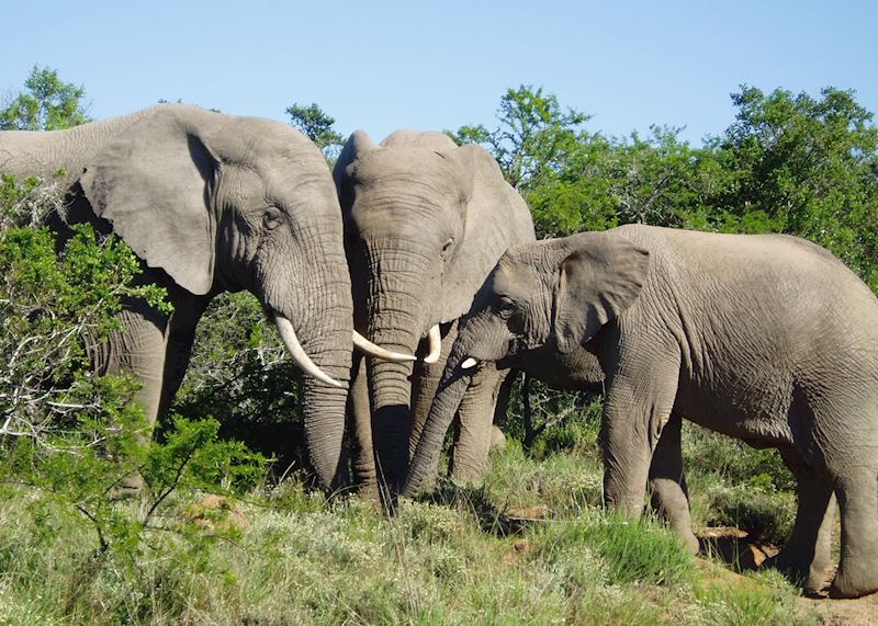 Elephants in the Addo Elephant Park