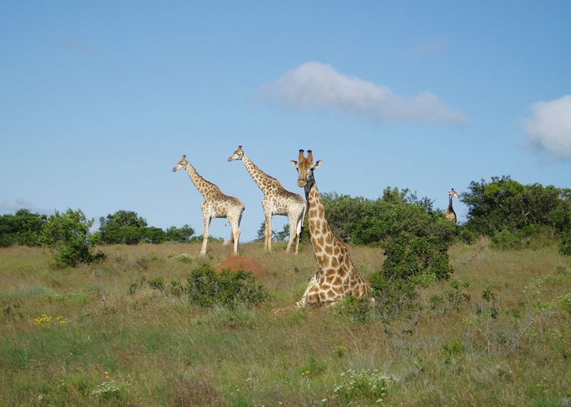 Giraffe in the Eastern Cape