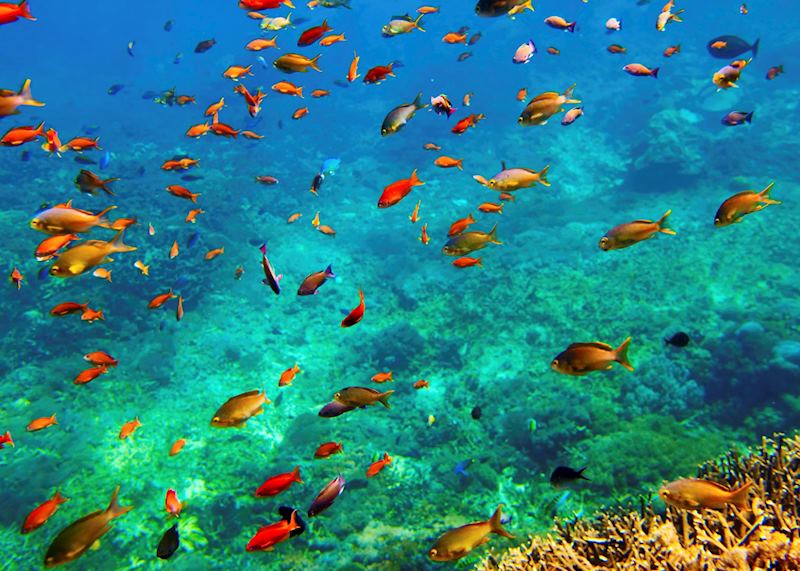Tropical fish, Raja Ampat archipelago
