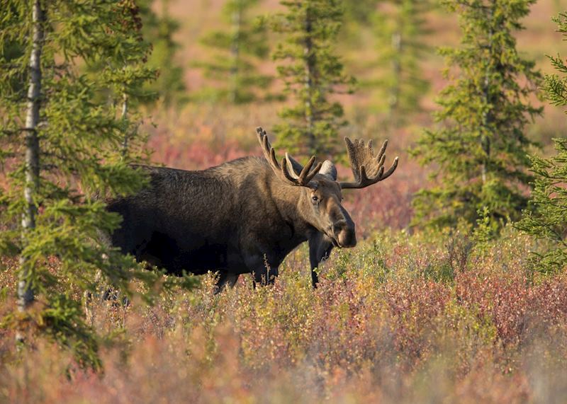 A moose in the forests near Marquette