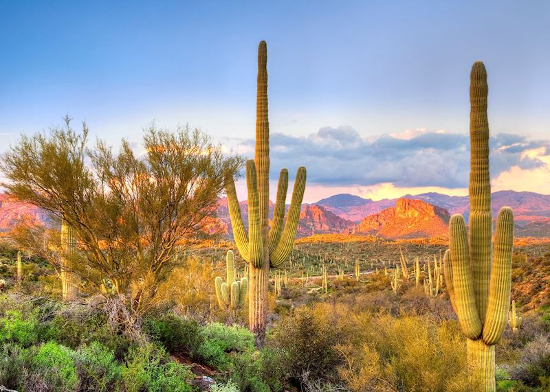 Saguaro Cacti, Arizona