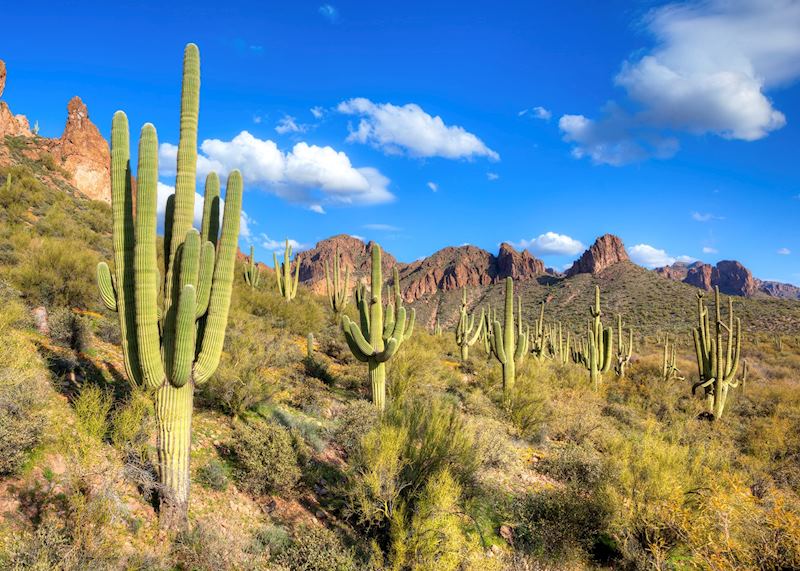 Saguaro cacti near Tucson, Arizona