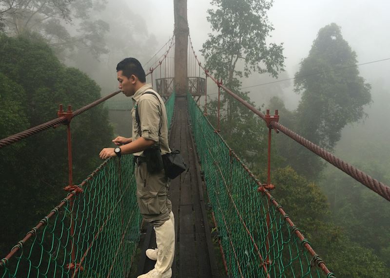 Guide looking out over the canopy, Danum Valley