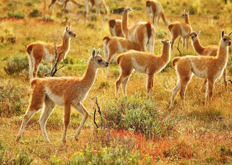 Wild guanacoes, Torres del Paine National Park