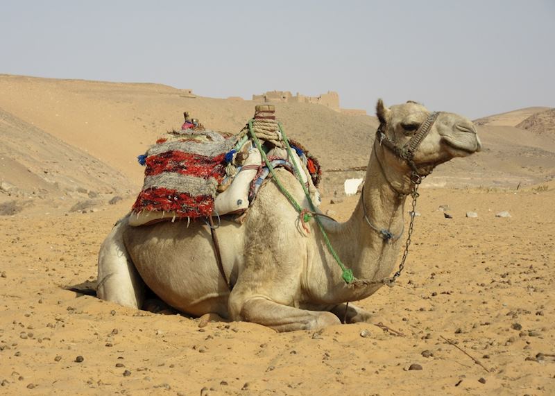 Camel at St. Simeon's Monastery