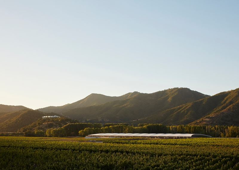 Vina Vik, Millahue Valley