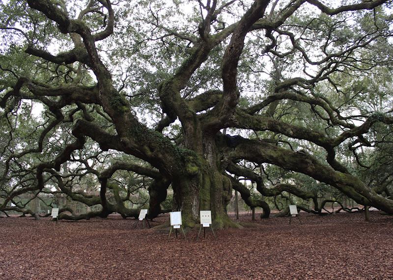 Angel Oak, Charleston