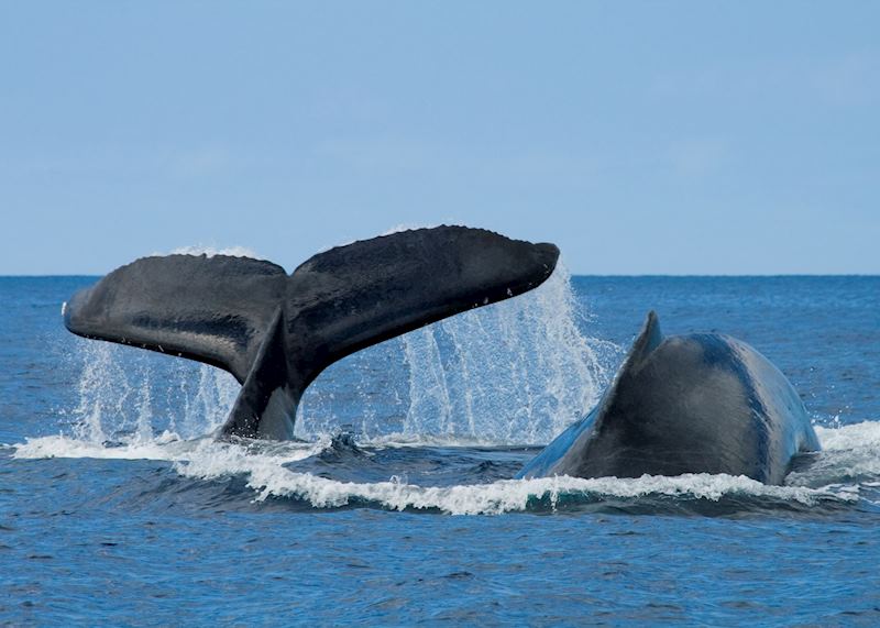 Whales, Hawaii