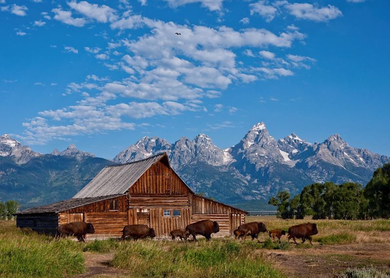 Bison, Grand Teton National Park, Wyoming, USA