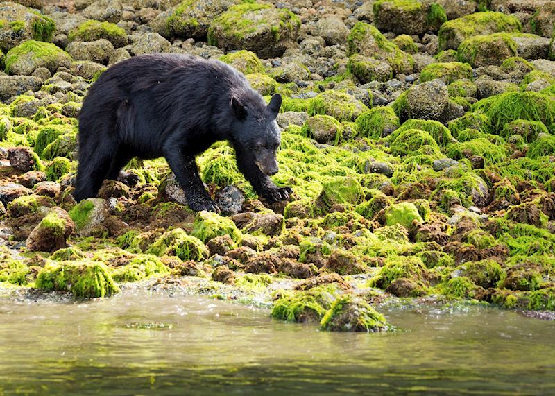 Black bear, Tofino