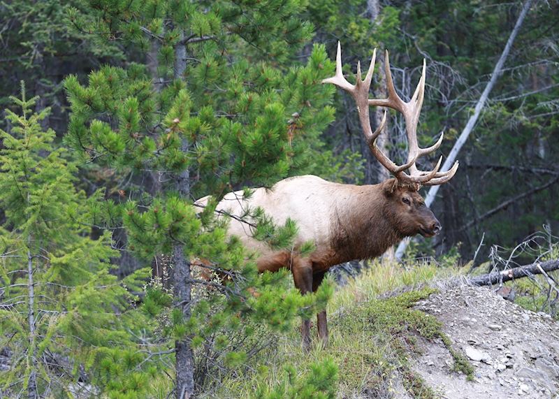 Bull Elk, Jasper National Park Canada