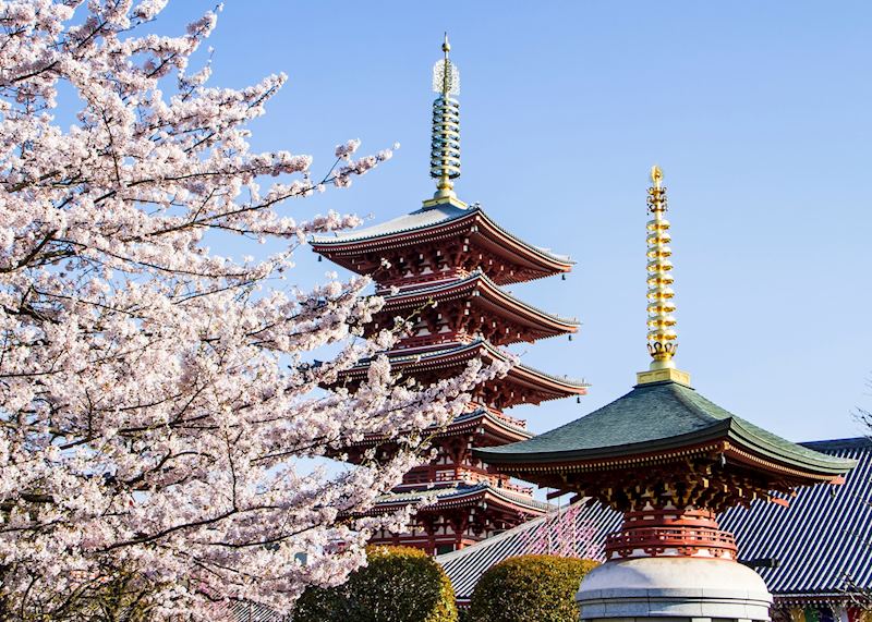 Cherry blossom, Tokyo