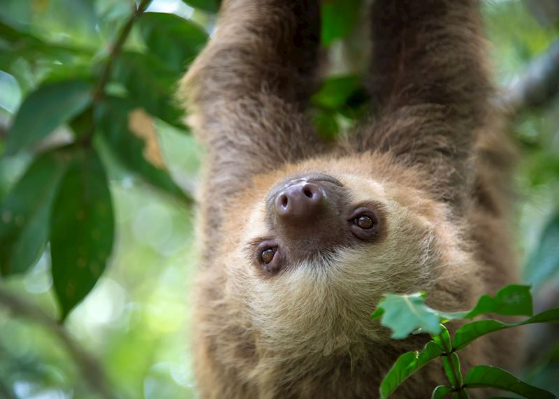 Two-toed sloth, Costa Rica