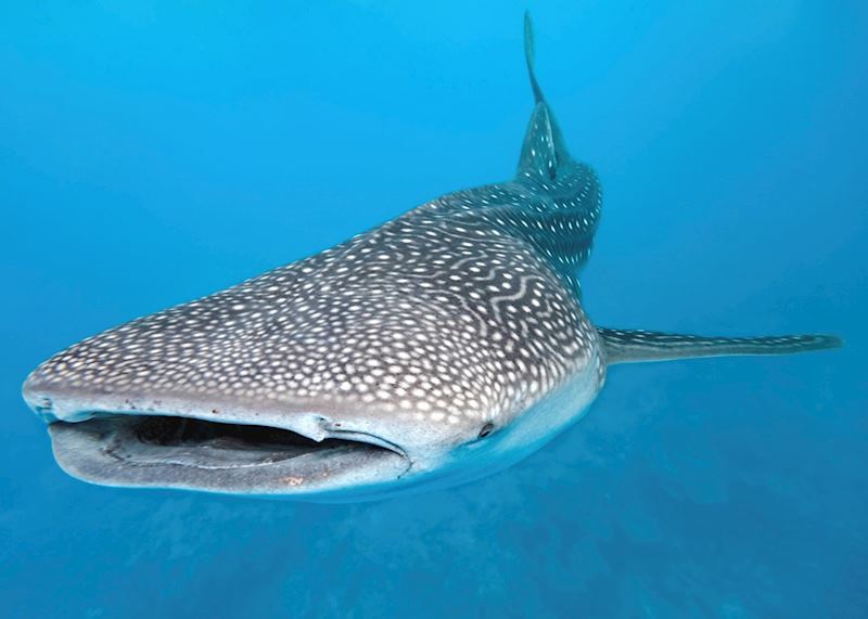 Whale shark, The Maldives