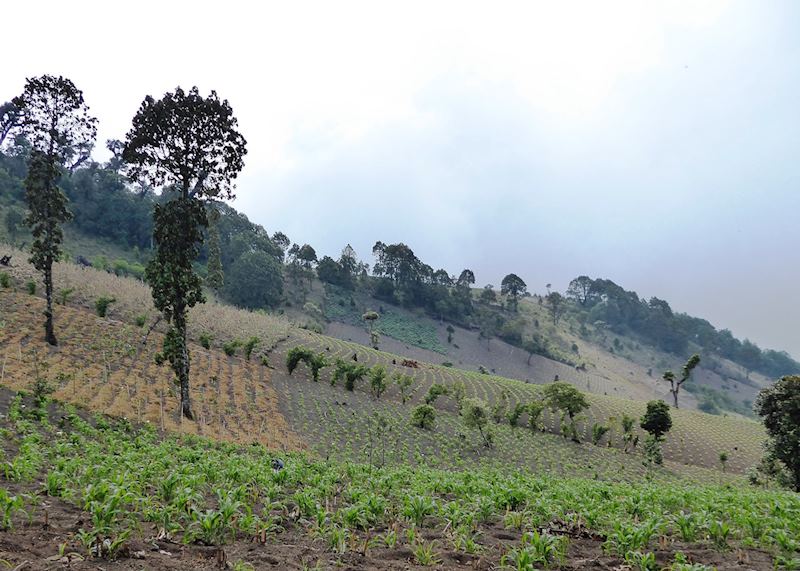 Agricultural land at the base of Acatenango Volcano