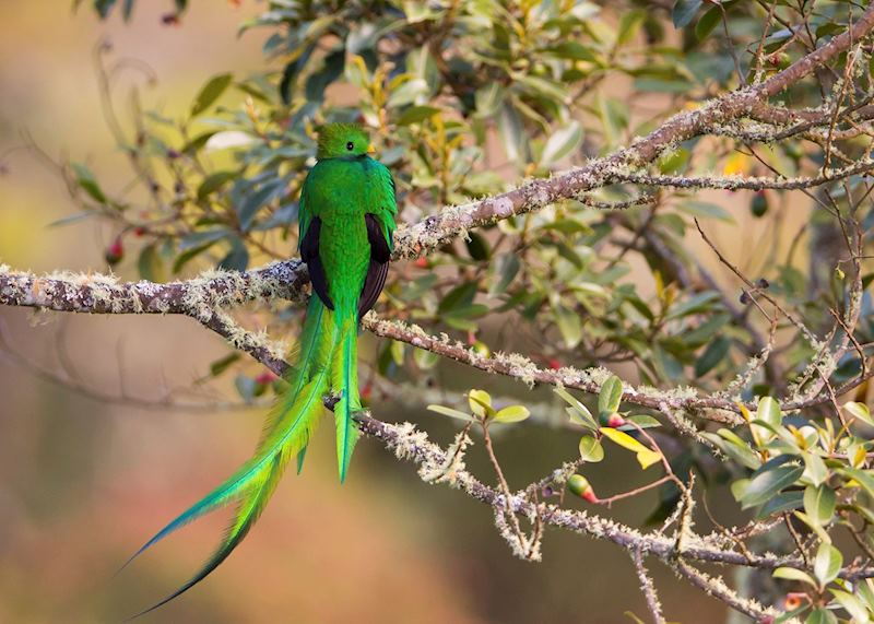 Resplendent quetzal, Costa Rica