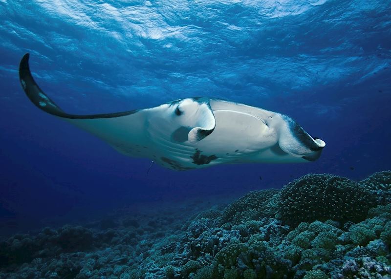 Manta ray, French Polynesia