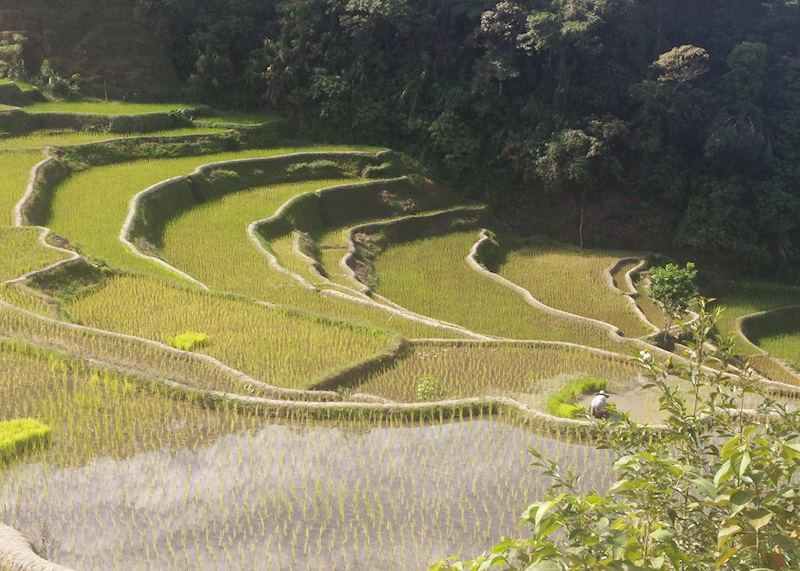 Banaue rice terraces, Banaue