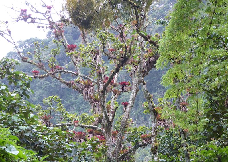 Boquete Cloud-forest