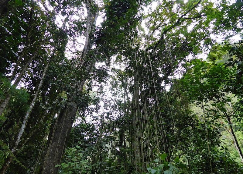 Boquete Cloud-forest