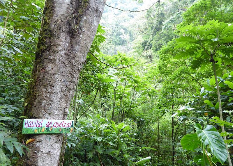 Boquete cloud-forest - home to the famous quetzal