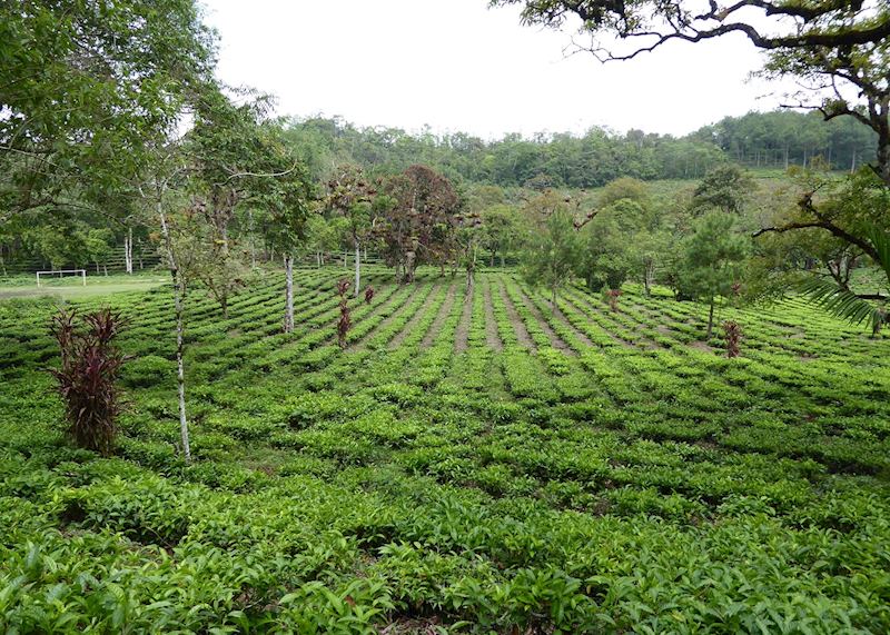 Tea plantation, Coban