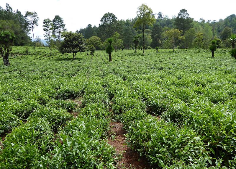Tea plantation, Cobán