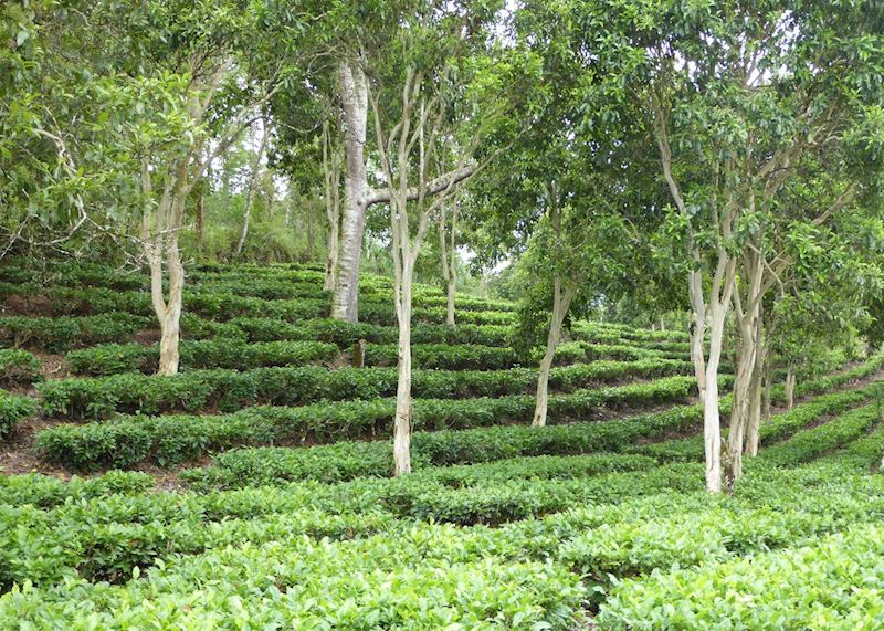 Tea plantation in Cobán