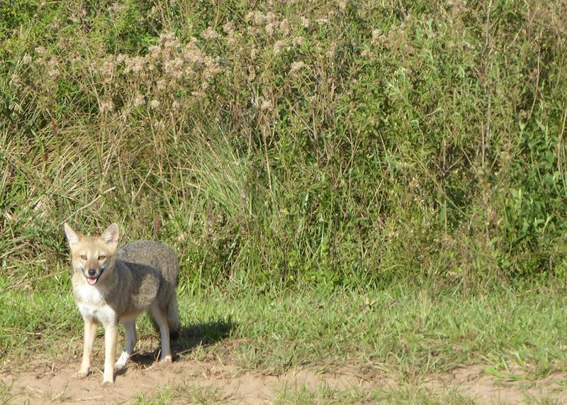 Grey fox in the Ibera wetlands