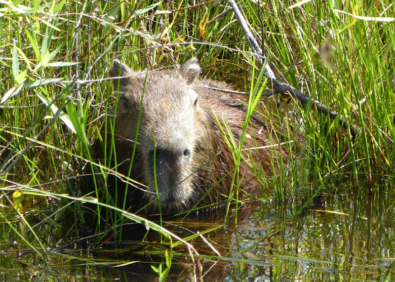 Capybara in the Ibera wetlands