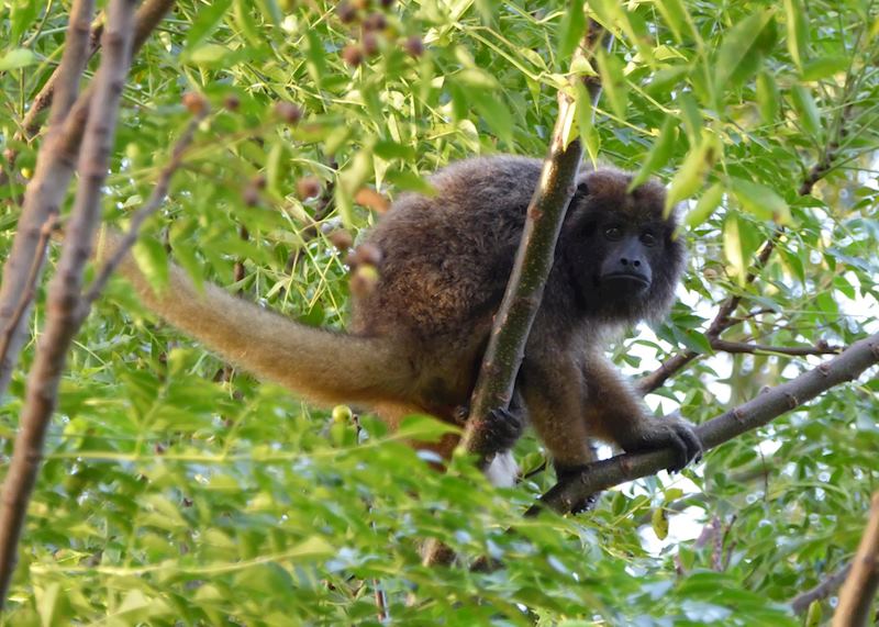 Howler monkey at Puerto Valle