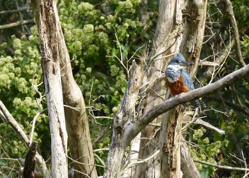 Kingfisher at Puerto Valle