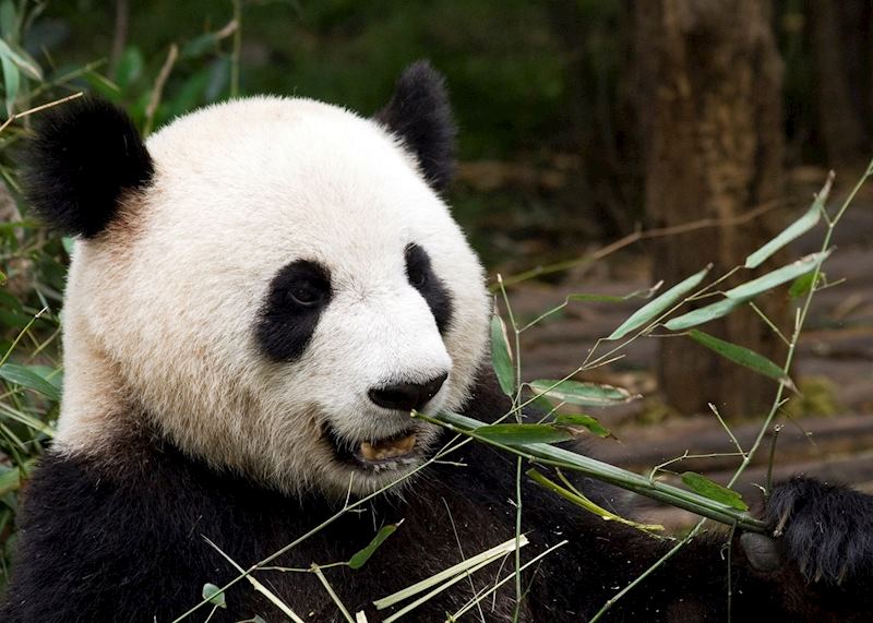 Giant panda, China
