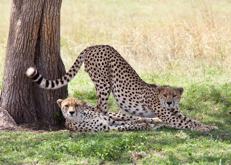Cheetah brothers relaxing in the shade