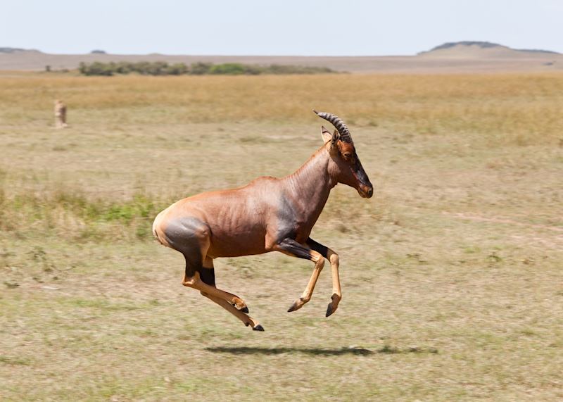 Topi in mid-gallop