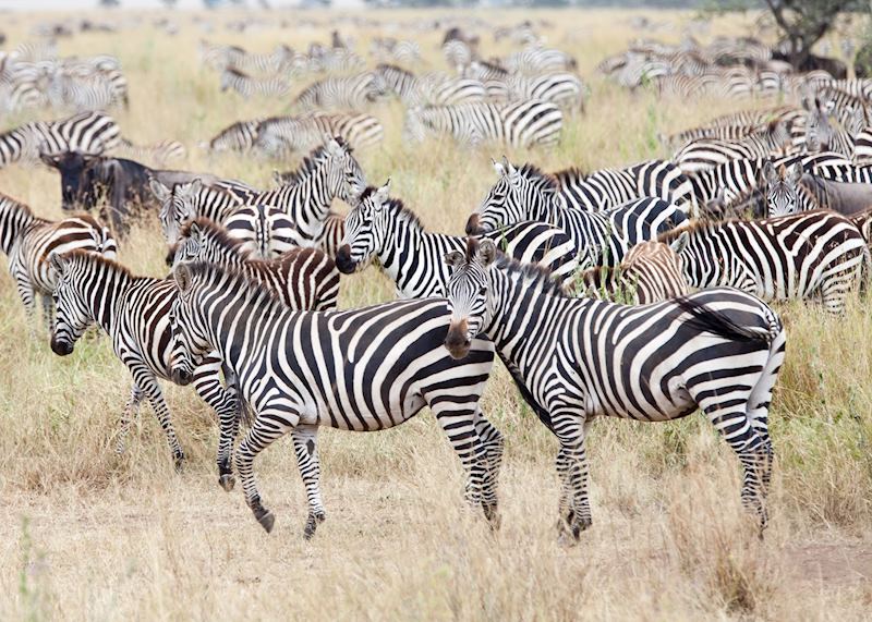 Zebra herd