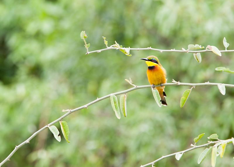 Cinnamon-chested bee-eater, Tarangire National Park, Tanzania