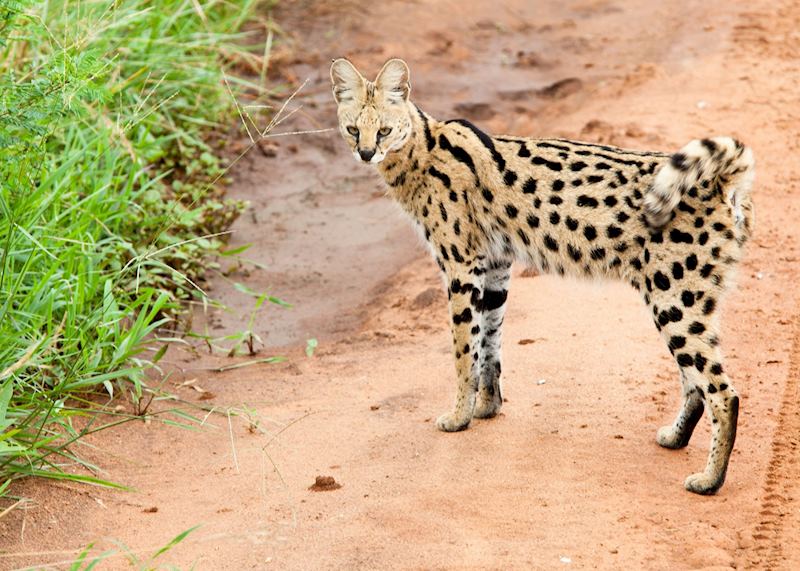 Serval cat