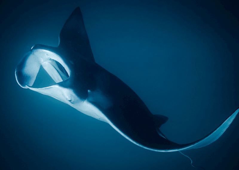 Manta Ray Night Snorkel, Hawaii (Big Island)