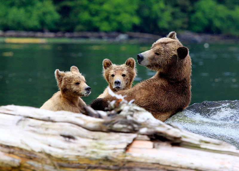Family of bears, Knight Inlet