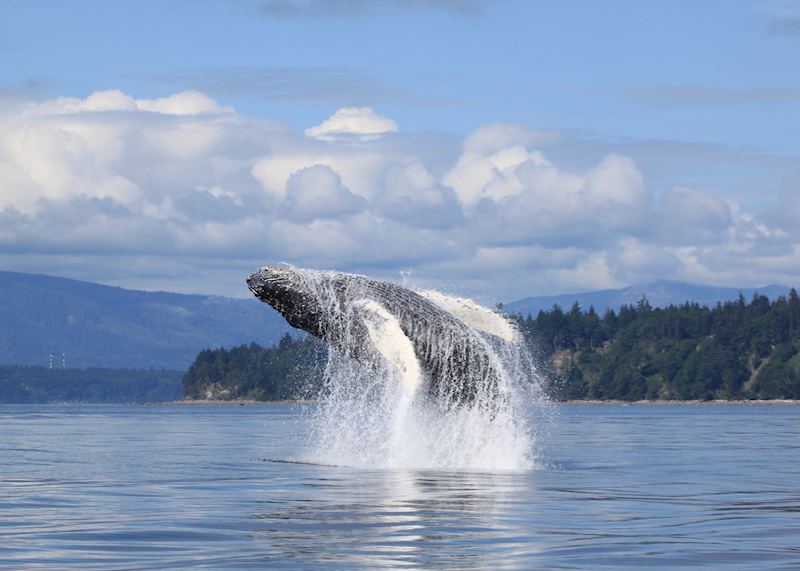 Humpback whale, Knight Inlet