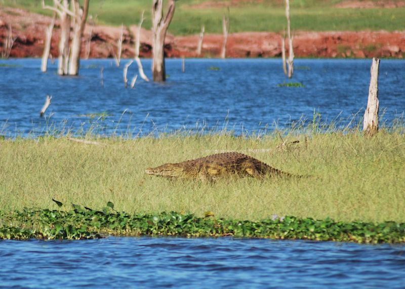 Crocodile on the banks of Lake Kariba